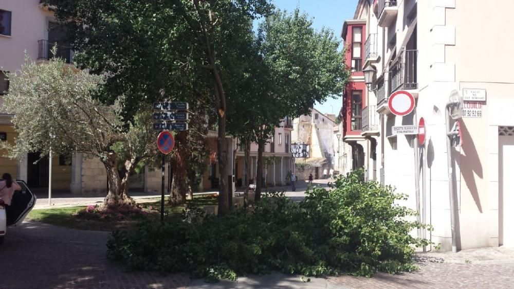 Caída de un árbol en la plaza de los Ciento