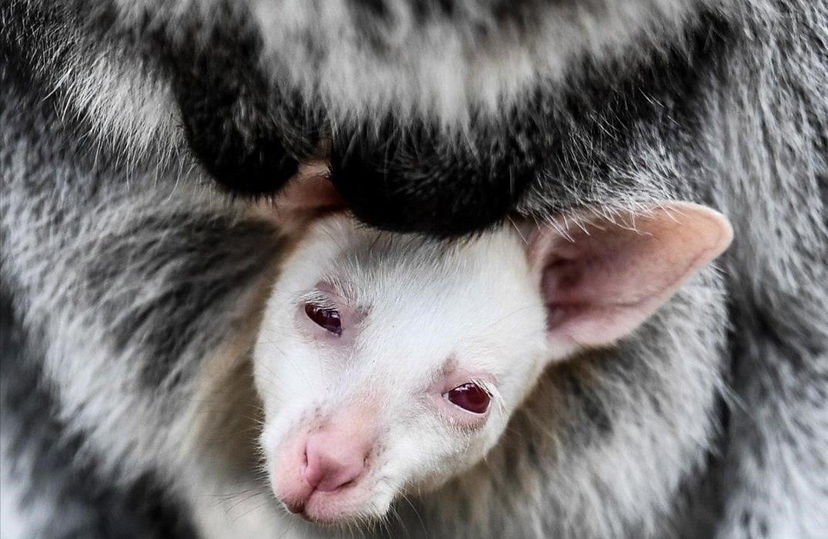 Un ualabi albino de un mes se asoma desde la bolsa de su madre, en un zoológico de Decin, República Checa.