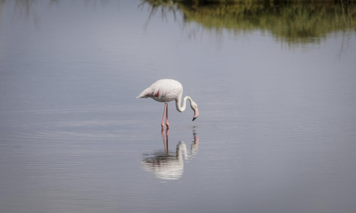 Flamenco en s'Albufera de Mallorca.