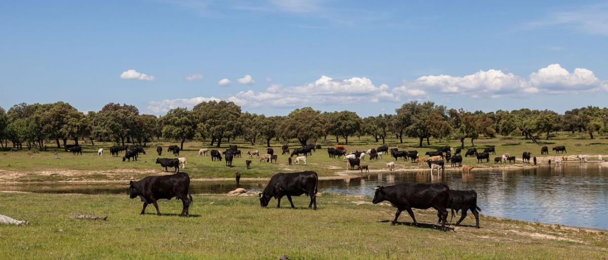 Toros en una dehesa de Cáceres.