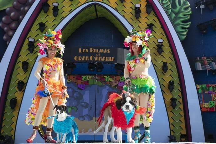 24.02.19. Las Palmas de Gran Canaria. Carnaval 2019. Concurso Carnaval Canino 2019. Anhara Mayor Sánchez, presenta a Koly, con la fantasía "Con brillo y color luce la ilusión". Foto Quique Curbelo