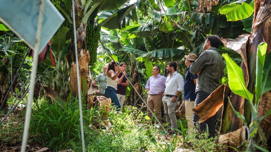 Un momento de la visita de los consejeros del Cabildo de Tenerife a la finca La Quinta Roja. | | E.D.