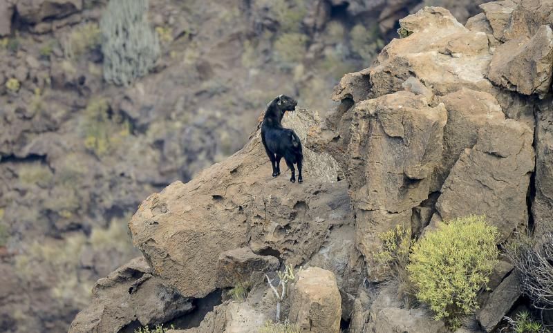 26/05/2018 TASARTICO, ALDEA DE SAN NICOLAS.  Apañada de cabras en la zona de Güi Güi, organizada por el Cabildo de Gran Canaria y  con la colaboración de distintos colectivos. FOTO: J. PÉREZ CURBELO  | 26/05/2018 | Fotógrafo: José Pérez Curbelo