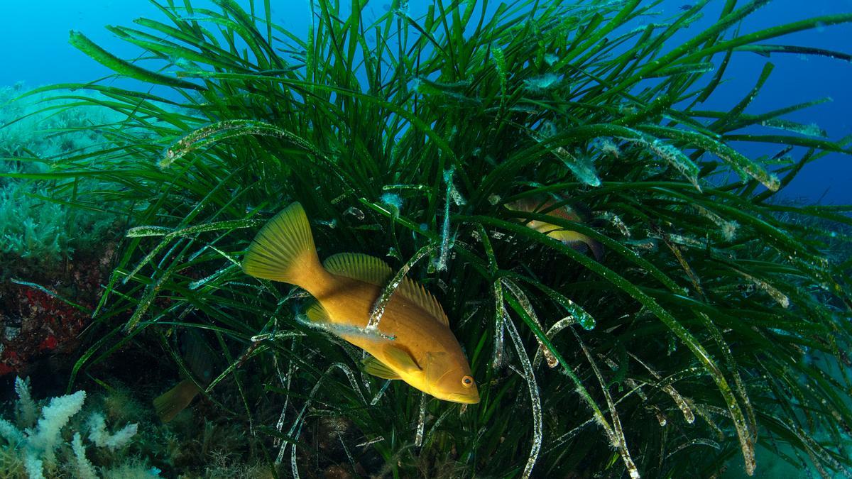 Una cherna busca protección entre la posidonia en Punta Galera