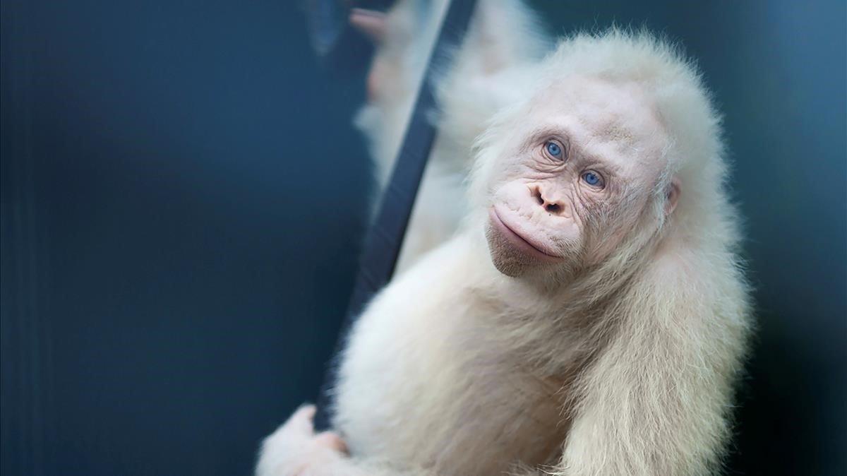 La orangutana Alba el único ejemplar albino que se conoce en el mundo fue liberada hoy en Borneo