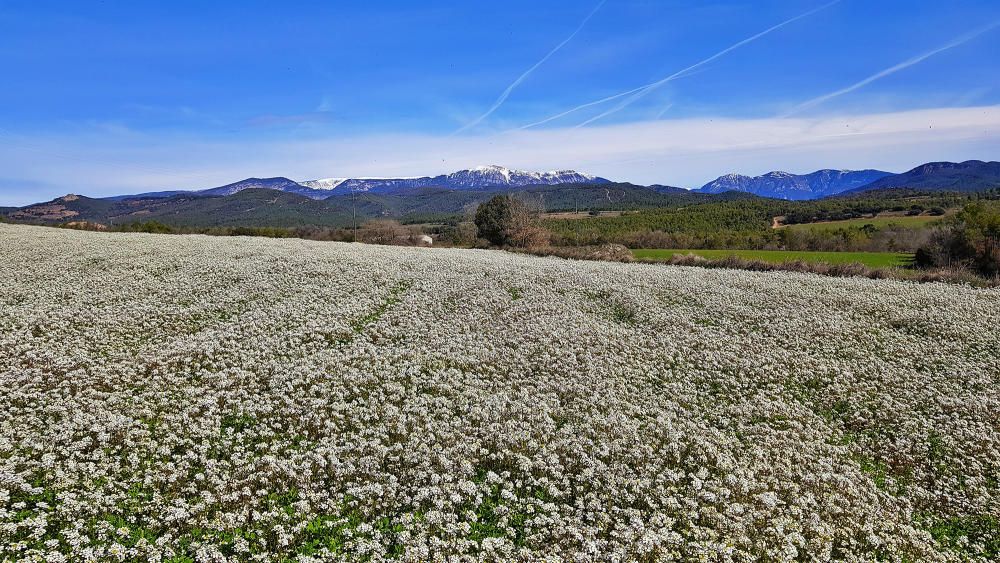 Moianès. Comença el dia al Moianès i es preveu que el sol eixugarà els bassals d'aigua que han deixat les pluges dels darrers dies.