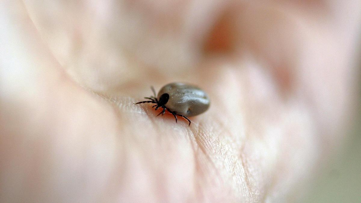 Las garrapatas dejan erupciones rojas que van expandiéndose.