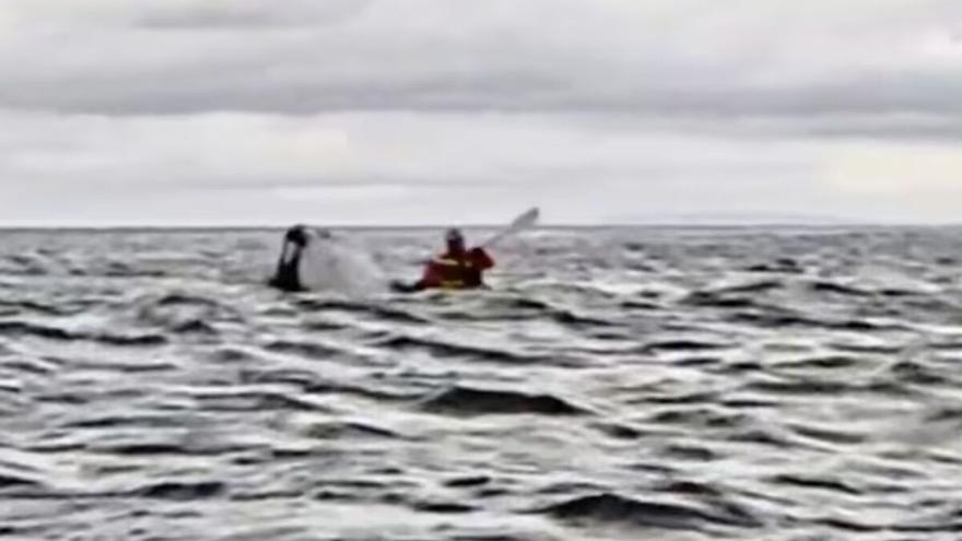 Increíble vídeo: una ballena devora (y luego escupe) a un joven de 20 años: &quot;Pensé que había muerto&quot;