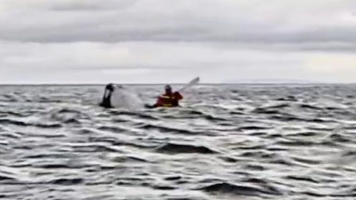 Increíble vídeo: una ballena devora (y luego escupe) a un joven de 20 años: "Pensé que había muerto"
