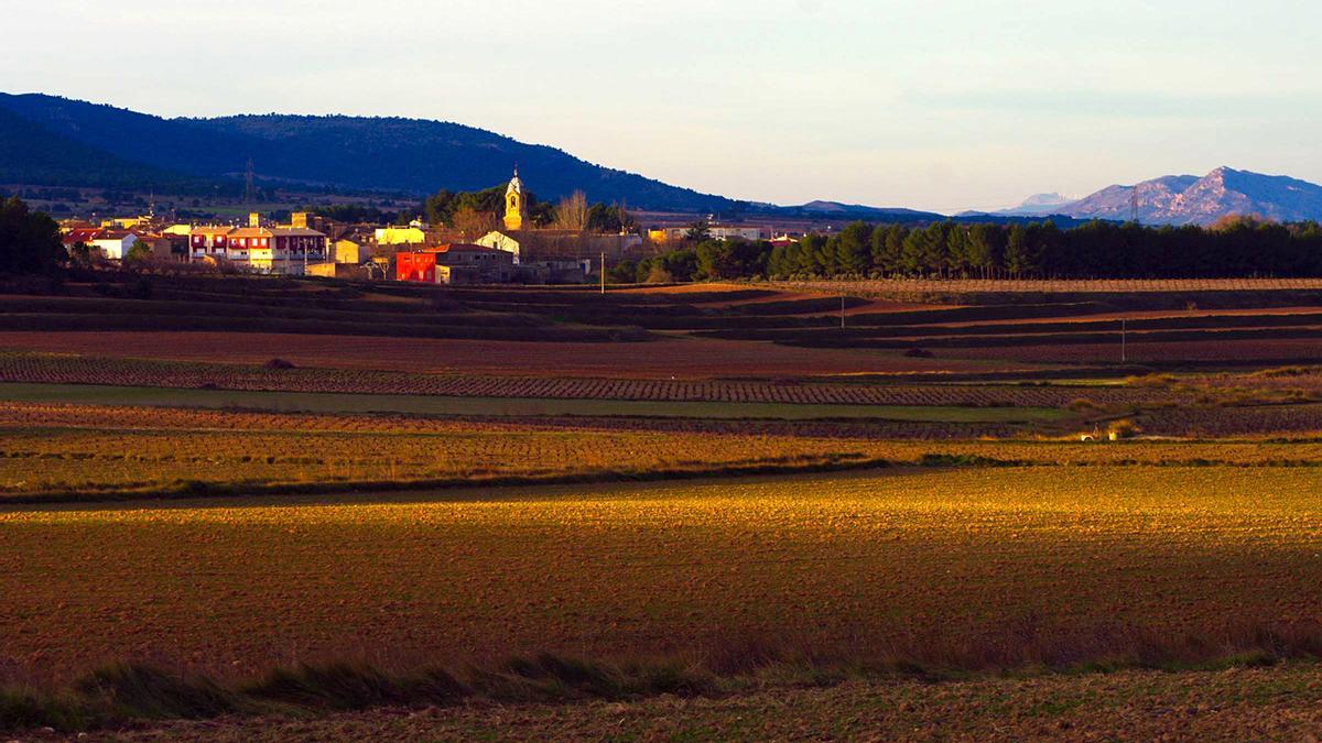 Paisaje de viñedos en Fontanar dels Alforins.