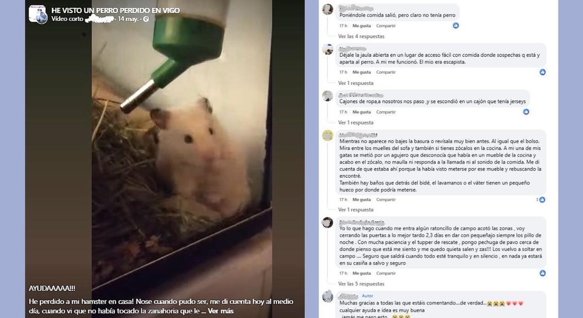La llamada de auxilio de esta viguesa para encontrar a su hamster tuvo una gran acogida por parte de los usuarios.