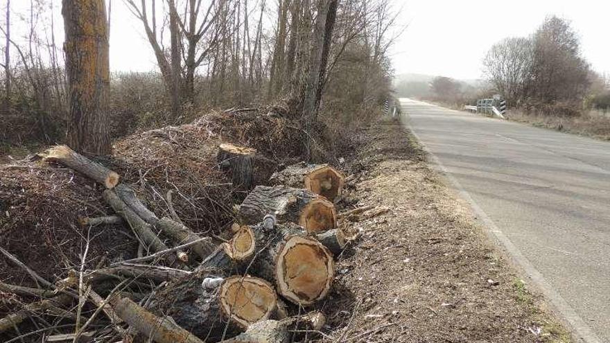 Árboles talados en el término de Congosta de Vidriales.