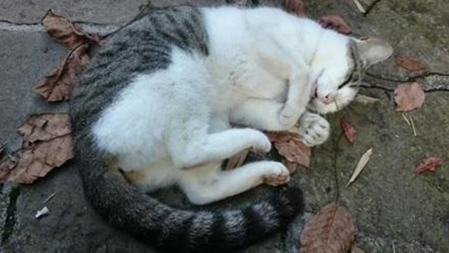 Un dels gats enverinats que es va trobar al carrer.
