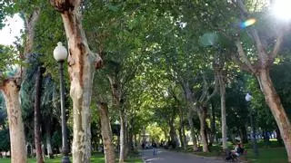El plan de arbolado de Córdoba sale a contratación con el objetivo de plantar en 8.000 alcorques