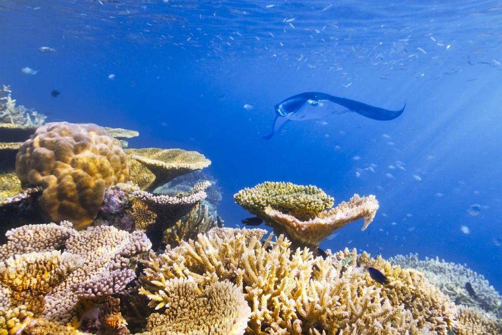 Manta raya en el arrecife de coral