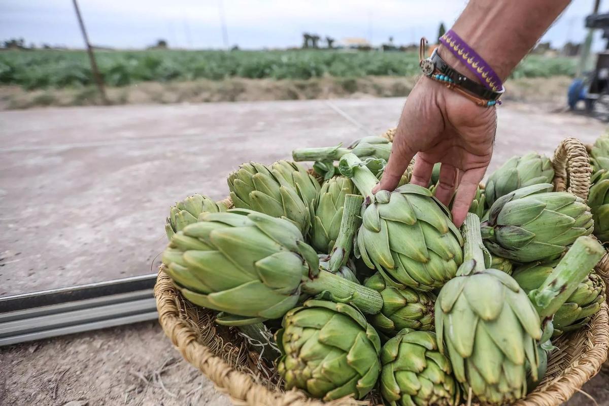 La comarca de la Vega Baja cuenta con unas 2.500 hectáreas dedicadas al cultivo de la alcachofa.