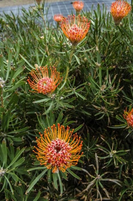 Visita a una plantacion de proteas een la Granja Agrícola del Cabildo. FOTOS: JC CASTRO