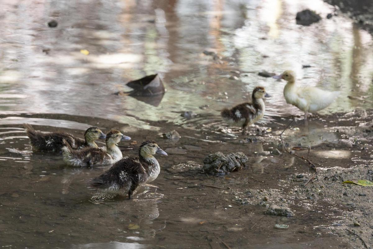 El rio Sants, de nuevo seco a su paso por Canals