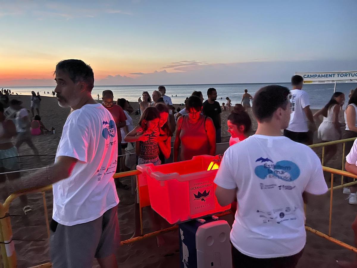 Las imágenes del prodigio: Nace 128 tortugas en Dénia