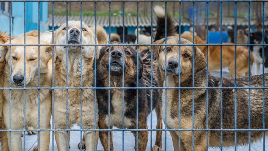 El 32% de los perros abandonados &quot;poco atractivos&quot; no son adoptados