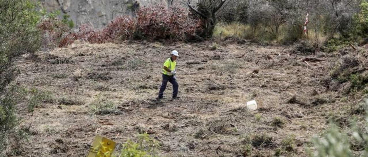 Uno de los campos de Guadalest en el que se arrancaron los árboles tras detectarse un foco de Xylella.