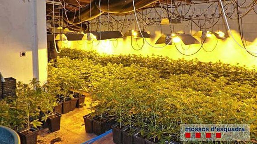 El cultiu de marihuana descobert en una casa de Bescanó.