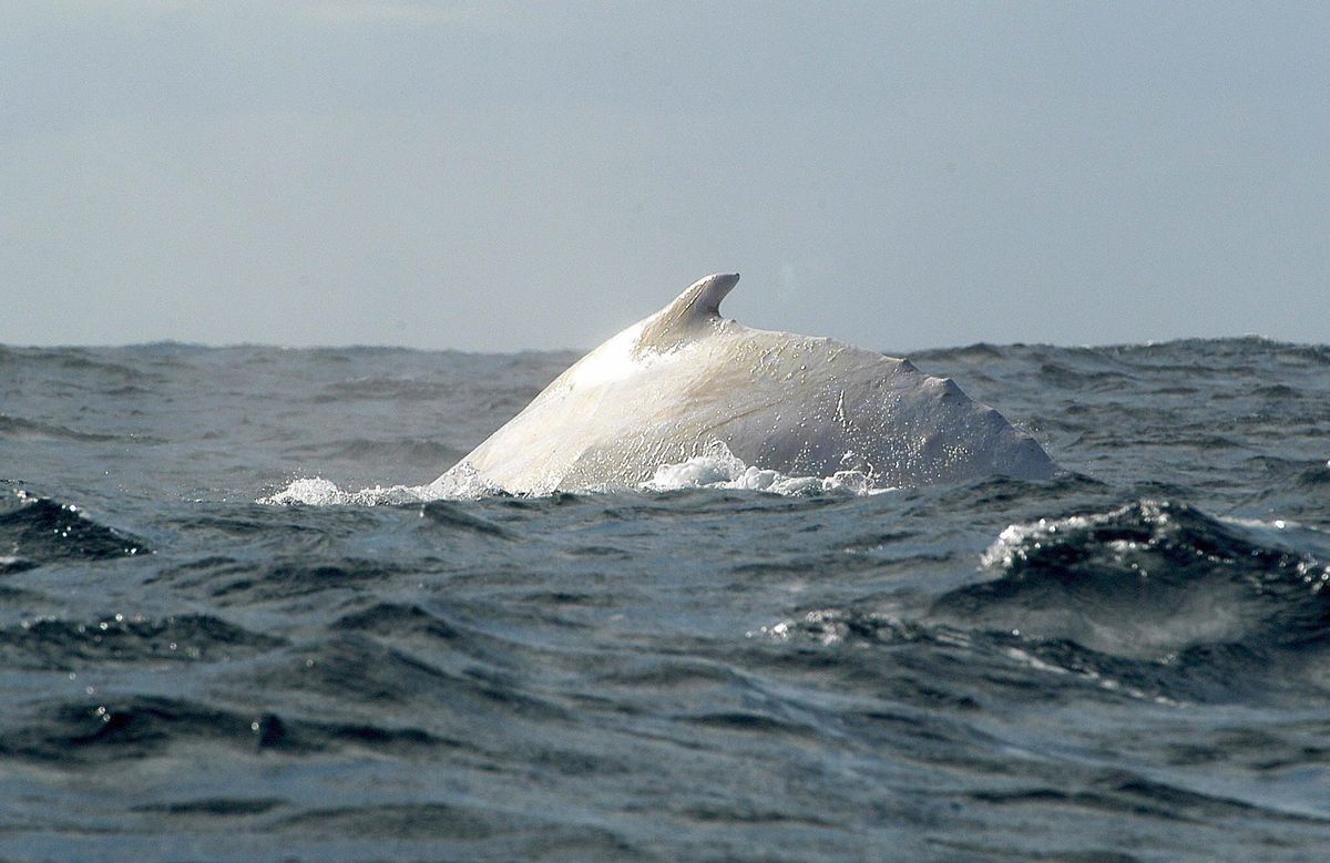 Una ballena blanca en el mar.