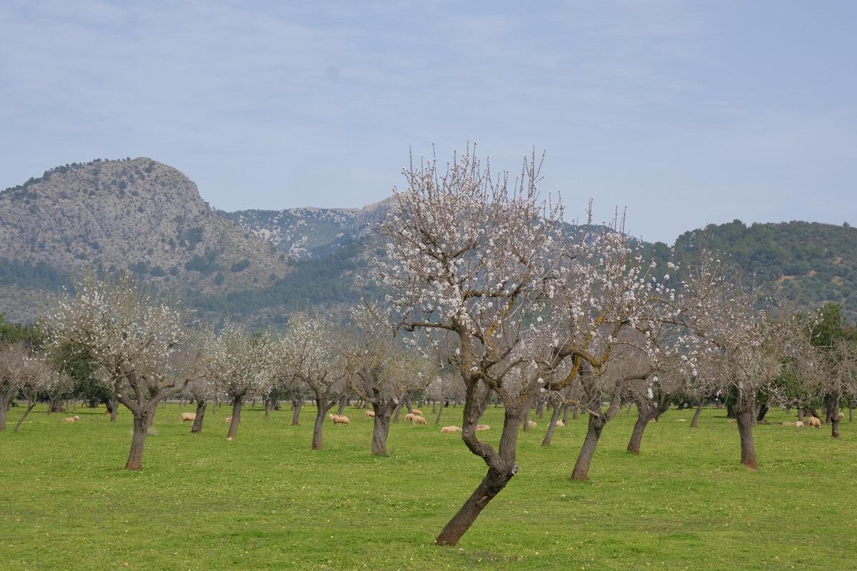 Las fotos de la tardía floración de los almendros en Mallorca Las fotos de la tardía floración de los almendros en Mallorca