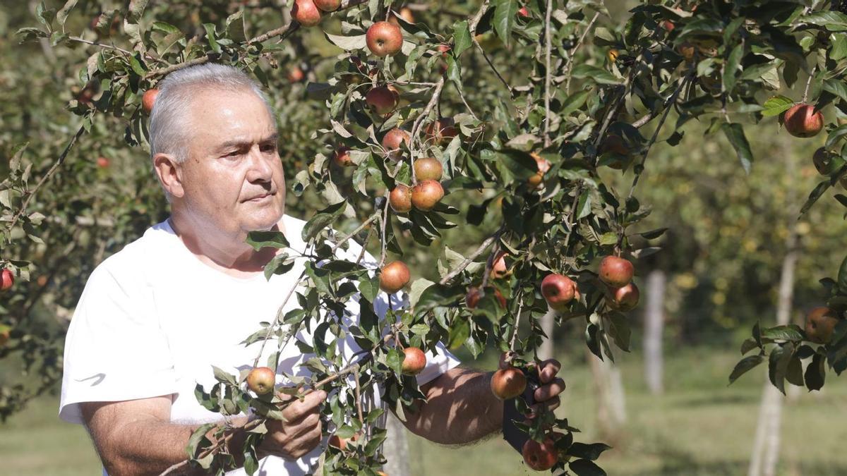 Casimiro Fernández, nuna de les pumaraes que tien en Feleches (Siero). | Miki López