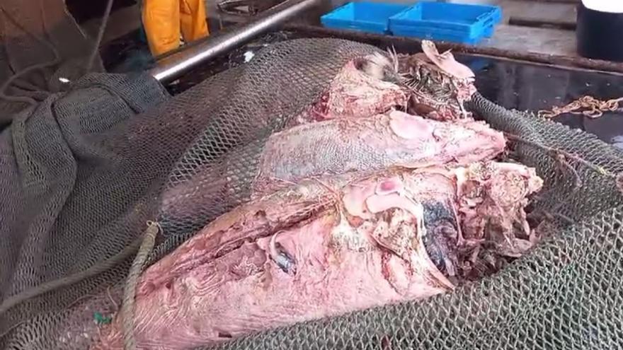 El conflicto por los atunes muertos abandonados en el mar por los grandes atuneros