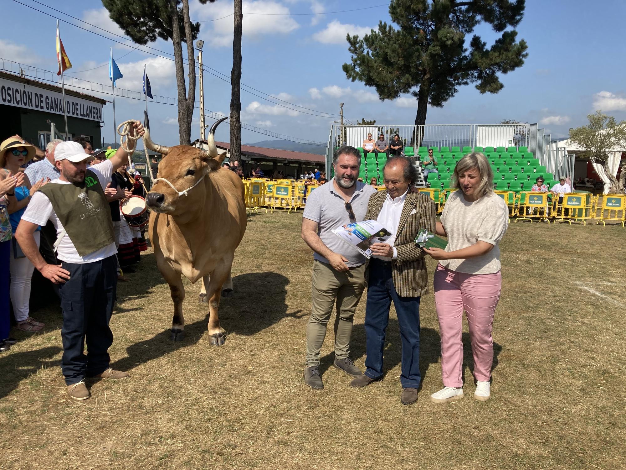 El concurso de ganado de Llanera fue todo un éxito: aquí tienes algunas de las reses ganadoras