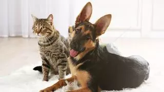 Los veterinarios expertos lo tienen claro: así afectará el eclipse solar total a perros y gatos