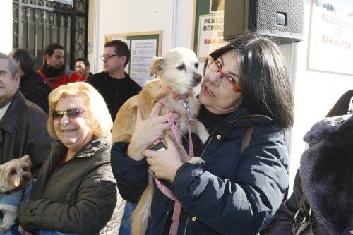 Bendición de animales en Murcia por San Antón