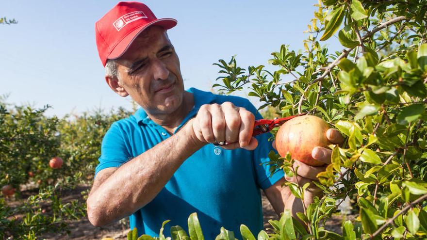 La DOP de la granada mollar de Elche realiza las inscripciones para la próxima campaña de forma telemática