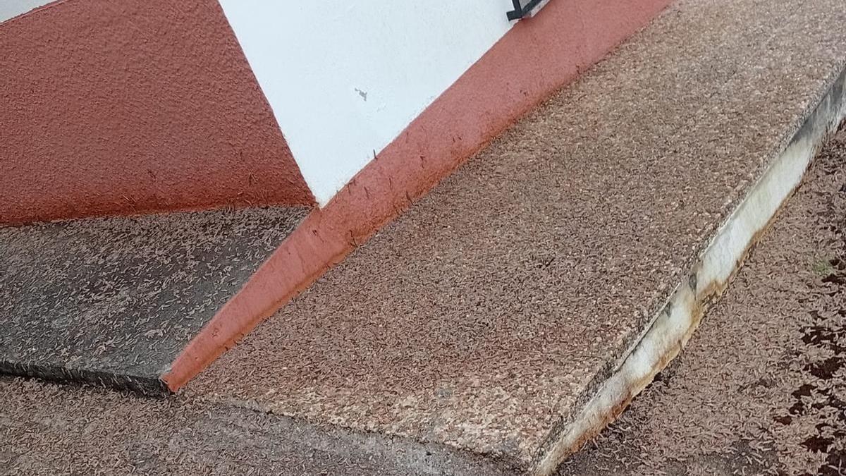 Gusanos en los alrededores de la casa.