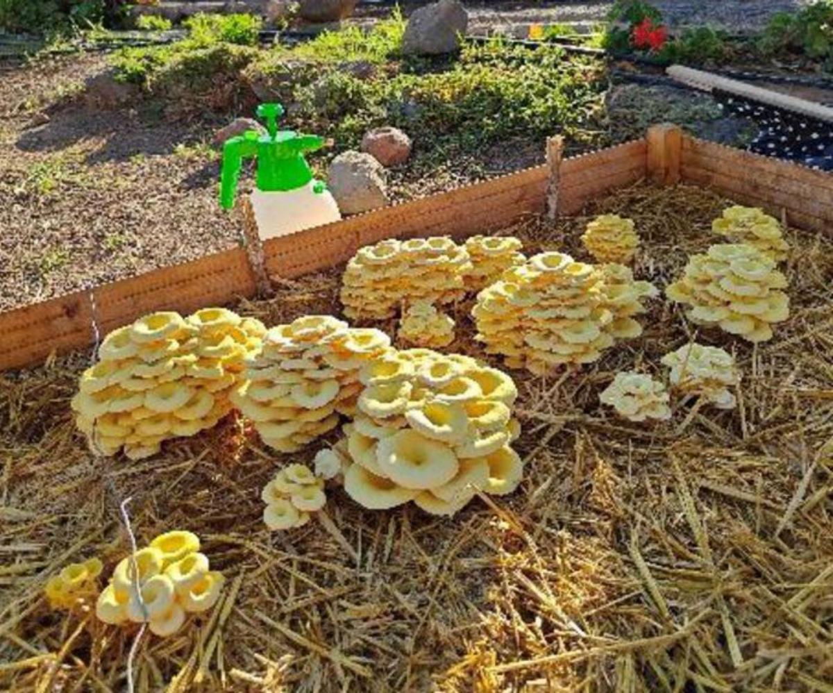Setas de ostra dorada, amarilla hermosa y deliciosa. | ARI Y TAPANI KOTISAARI