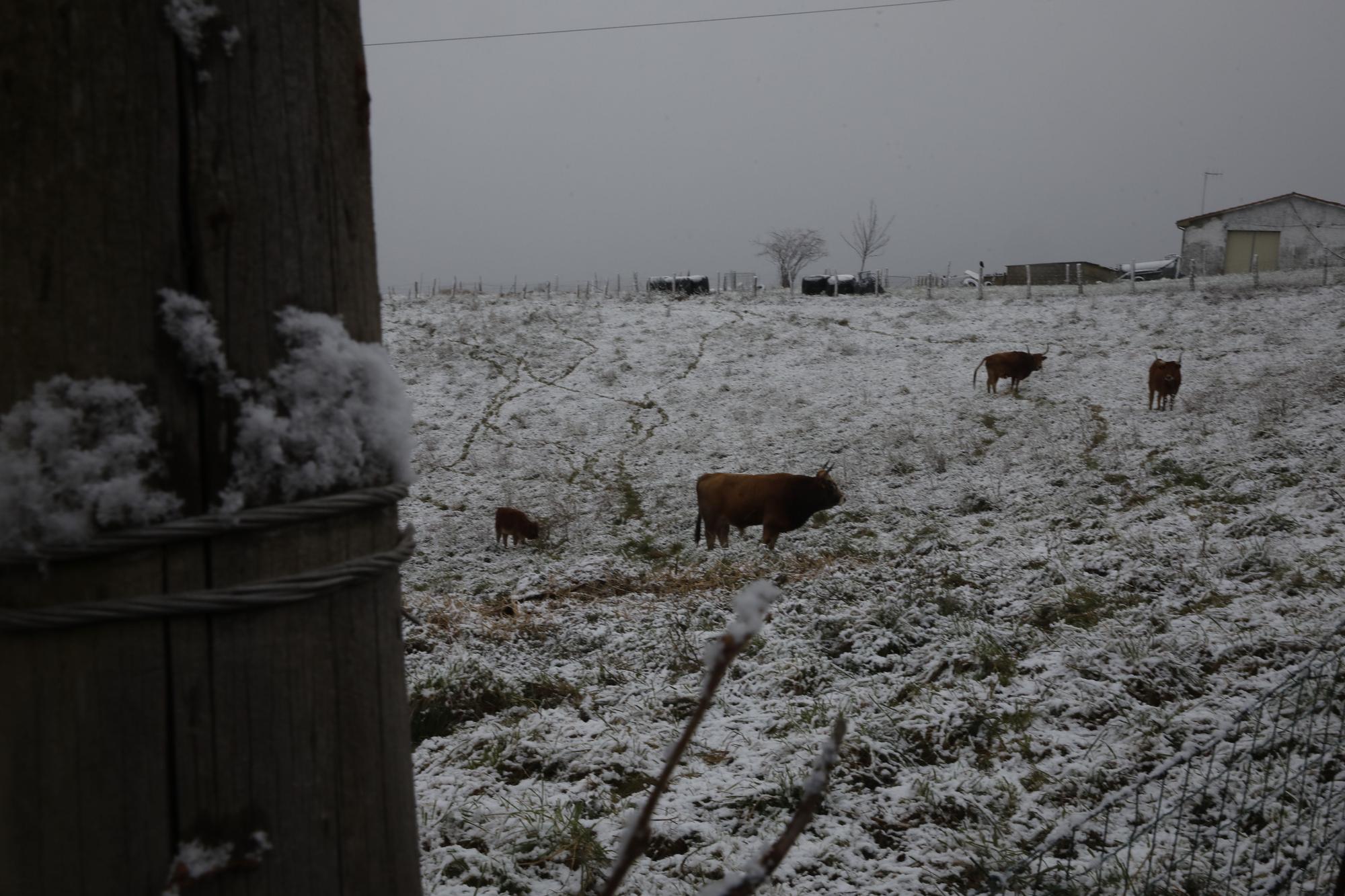 En imágenes: La borrasca Juliette llena de nieve parte de la zona rural de Gijón