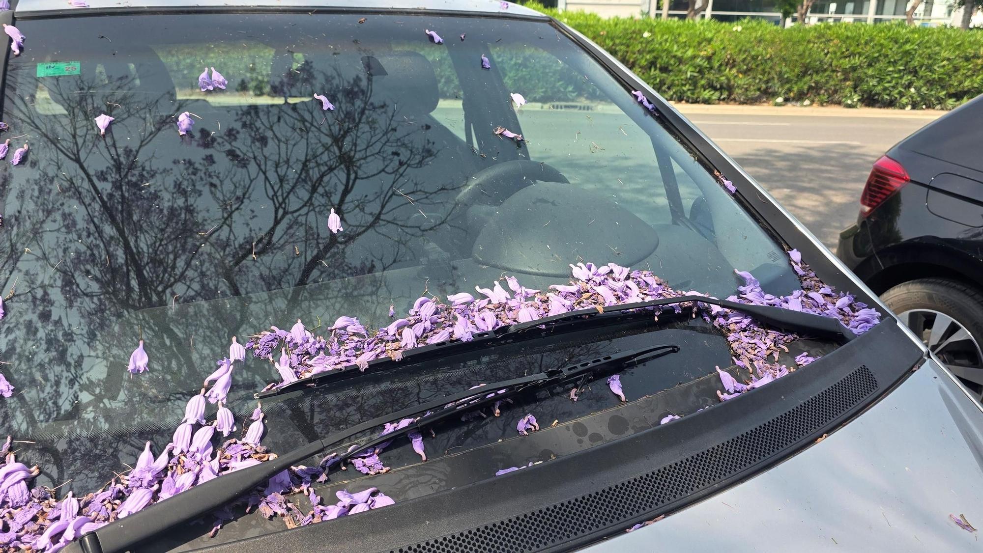 Jacarandas en la ciudad de València