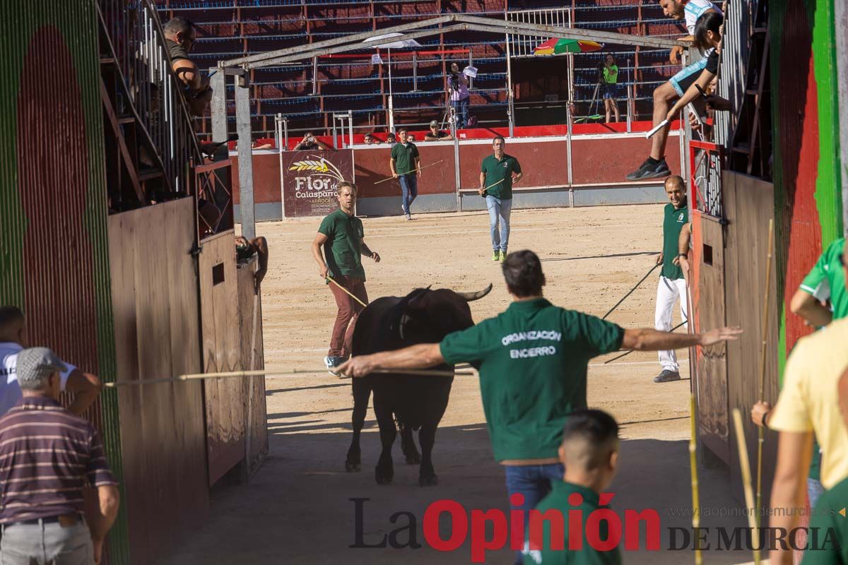 Quinto encierro de la Feria del Arroz de Calasparra