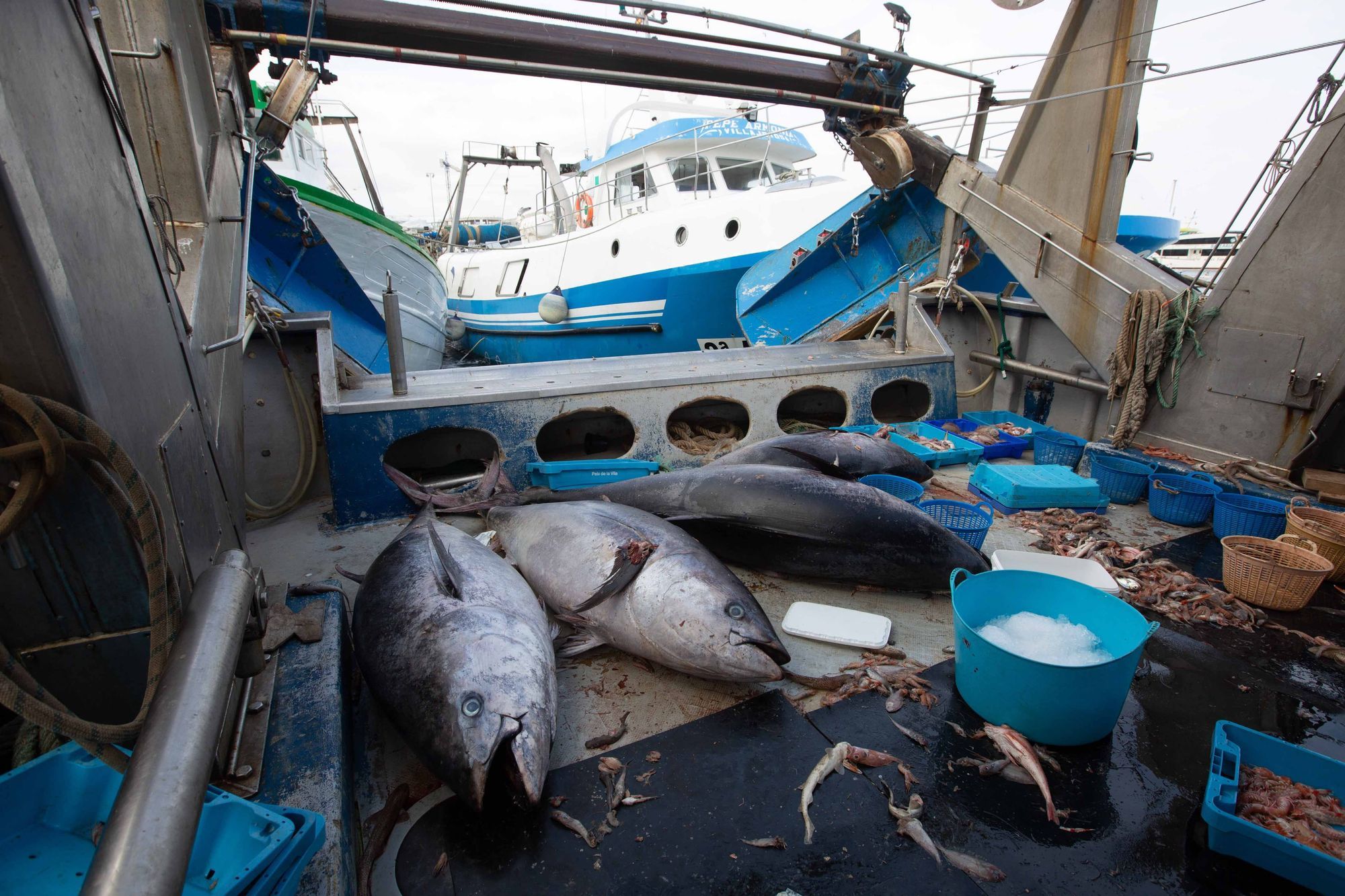 Un pescador de La Vila no sabe qué hacer con 8 atunes capturados por error en Ibiza