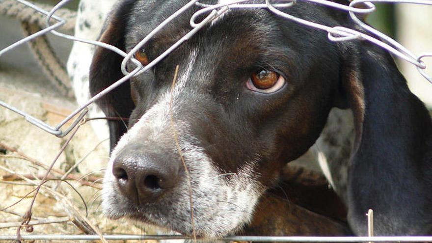 Cuando el animalismo se toma la justicis por su mano