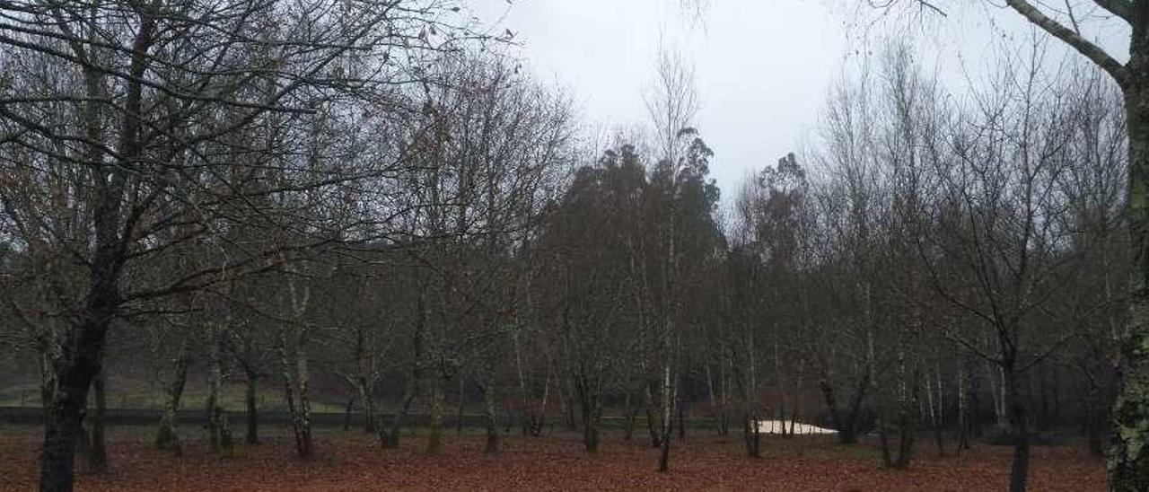 Arriba, imagen de la zona de bosque. Abajo, área de playa con patos salvajes y el puente medieval como telón de fondo.