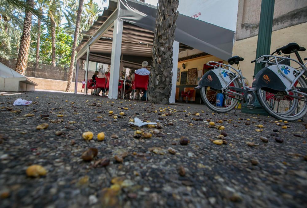 Suciedad en las calles de Elche por los dátiles