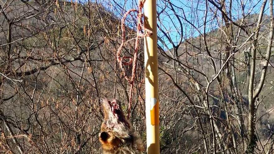 El lobo aparecido ayer en la carretera del puerto de San Lorenzo.