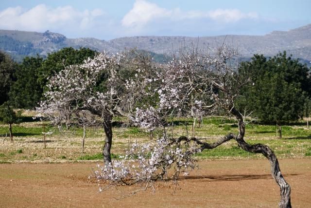 So schön blüht die Mandelblüte