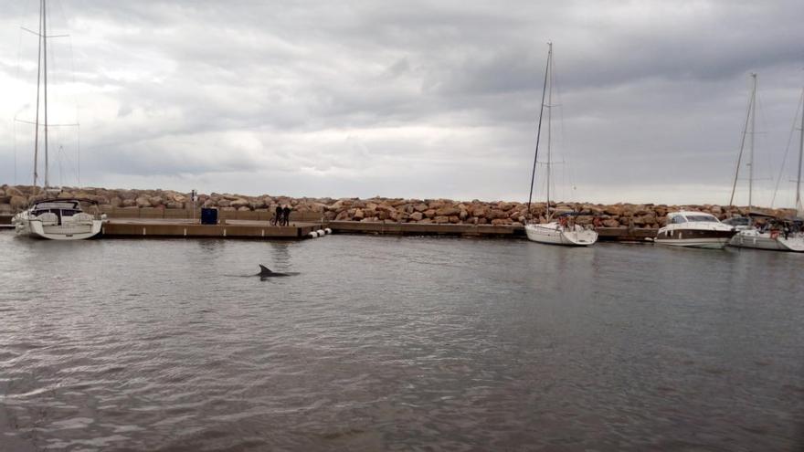 El delfín en pleno muelle &#039;colonier&#039;, el pasado domingo.
