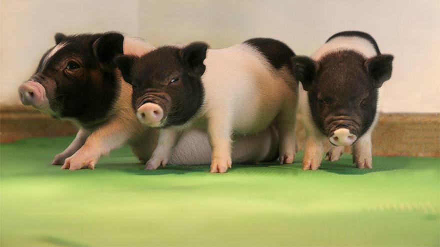 Crean cerdos con genes modificados que podrían ser donantes de órganos