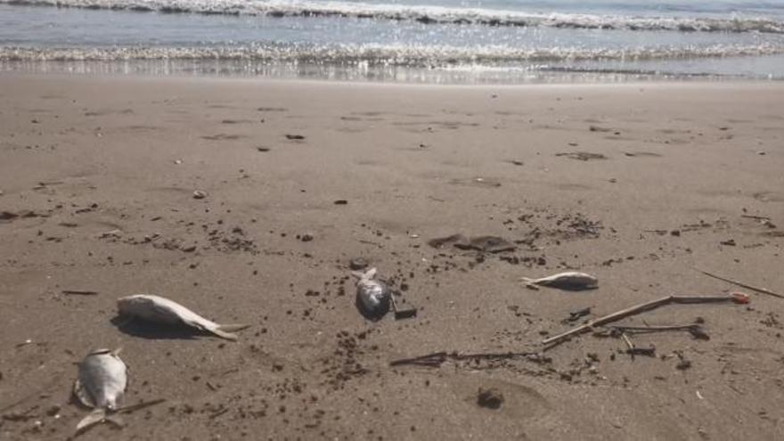 La playa de Medicalia en El Puig aparece con peces muertos