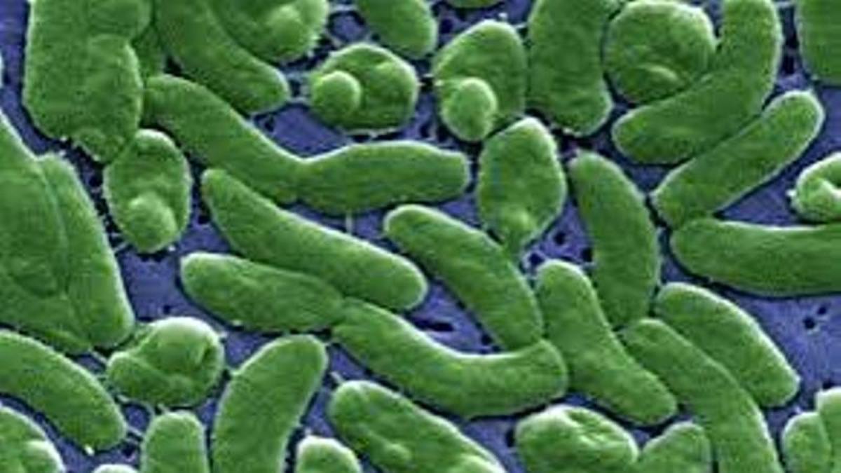 Vibrio vulnificus: qué riesgo tiene la ‘bacteria carnívora’ y cuándo puede ser realmente peligrosa.