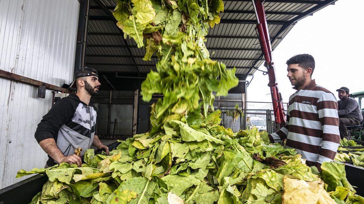 Dos profesionales del campo recogen tabaco en una cooperativa del norte de Cáceres.